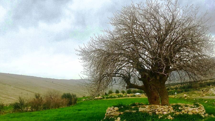 ریجاب "ریژاو" 